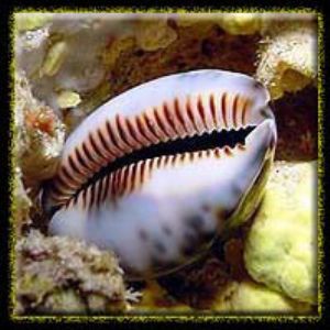 Cowrie on wall- Marianas by M. Dalsaso 